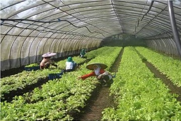 university-farm-ipb-kelola-ratusan-hektar-lahan-untuk-pendidikan-pertanian-news