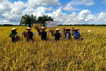 varietas-padi-ipb3s-berkembang-pesat-di-aceh-barat-daya-news