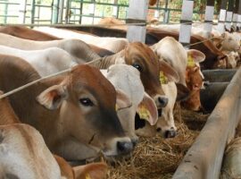 waspadai-potensi-zoonosis-subklinis-q-fever-pada-hewan-ternak-news
