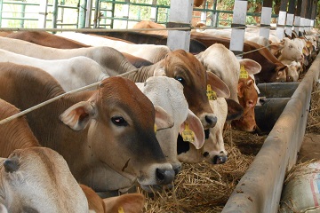 waspadai-potensi-zoonosis-subklinis-q-fever-pada-hewan-ternak-news