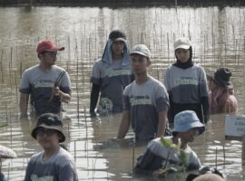 Mahasiswa IPB University Bersama Dompet Dhuafa Tanam 1.000 Mangrove di Pantai Bahagia
