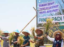 Di Tengah El Nino, Kampung Inovasi IPB Subang Panen Raya