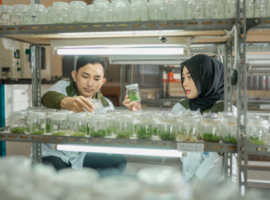 ipb-university-buka-program-sarjana-terapan-d4-teknologi-benih-news