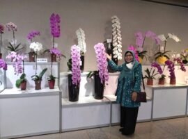 prof-dewi-sukma-lakukan-persilangan-anggrek-phalaenopsis-news