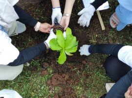 v-garden-sekolah-vokasi-ipb-university-jadi-lokasi-gerakan-tanam-10-000-tanaman-obat-news