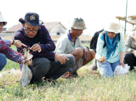 Hama Gurem dan Janda Pirang Ancam Petani Bawang Merah, IPB University Terjunkan Tim Ahli