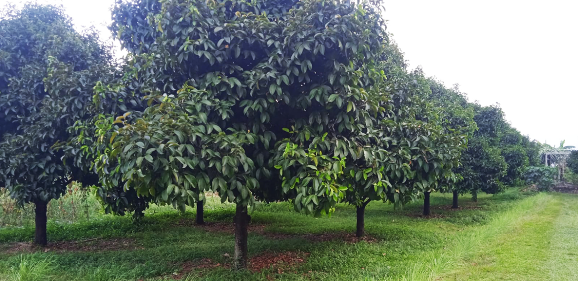 Kebun Percobaan Pasir Kuda IPB University Jadi Saksi Munculnya Riset Berkualitas