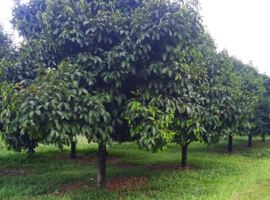 Kebun Percobaan Pasir Kuda IPB University Jadi Saksi Munculnya Riset Berkualitas