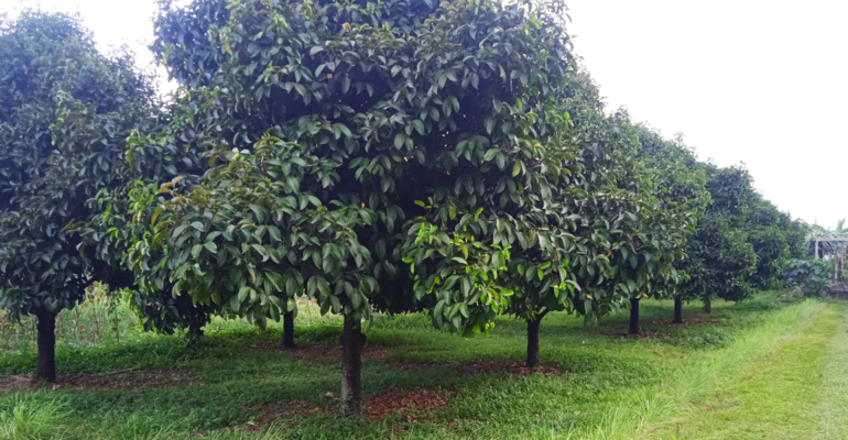 Kebun Percobaan Pasir Kuda IPB University Jadi Saksi Munculnya Riset Berkualitas