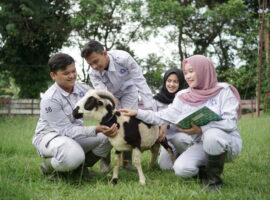 Ada Apa Saja di Prodi Teknologi dan Manajemen Ternak Sekolah Vokasi IPB University? Yuk Simak Profilnya