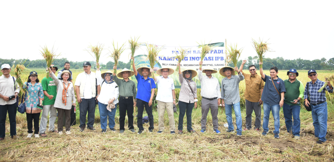 IPB University Sukses Naikkan 32 Persen Produksi Padi di 350 Ha Sawah di Kampung Inovasi IPB Subang