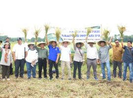 IPB University Sukses Naikkan 32 Persen Produksi Padi di 350 Ha Sawah di Kampung Inovasi IPB Subang