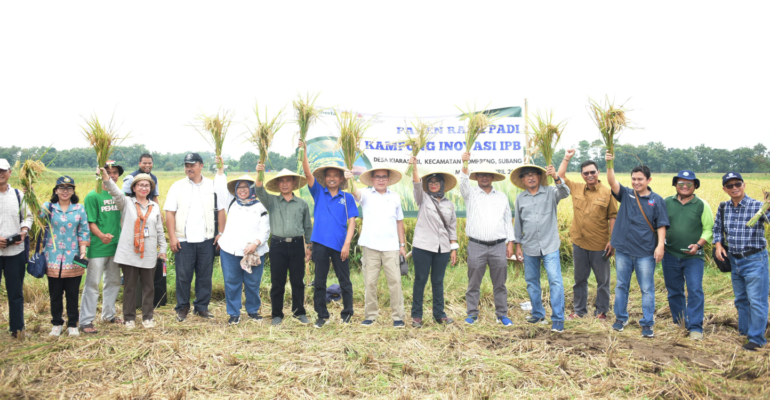 IPB University Sukses Naikkan 32 Persen Produksi Padi di 350 Ha Sawah di Kampung Inovasi IPB Subang