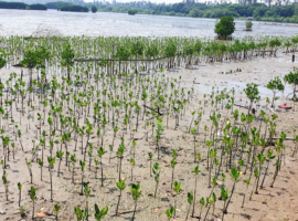 Mahasiswa MSP IPB University Tanam Mangrove di Kawasan Pusat Konservasi Mangrove Terpadu, Tangerang