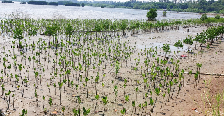 Mahasiswa MSP IPB University Tanam Mangrove di Kawasan Pusat Konservasi Mangrove Terpadu, Tangerang