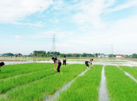 Pakar IPB University: Teknologi Bioimunisasi dan Pengumpulan Telur Hama Padi Teruji Efektif pada 500 Ha Sawah di Subang