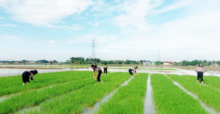 Pakar IPB University: Teknologi Bioimunisasi dan Pengumpulan Telur Hama Padi Teruji Efektif pada 500 Ha Sawah di Subang