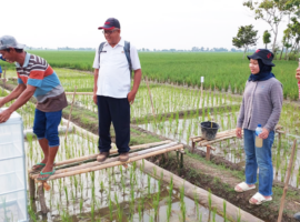 Kerja Sama IPB University dan GNU Korea Teliti Pengaruh Pupuk Silikat Terhadap Produksi Padi dan Emisi Gas CH4