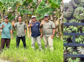 Majukan Potensi Kabupaten Sambas, IPB University dan Astra Kolaborasi untuk Pengembangan Pisang Kepok