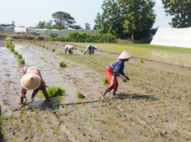 Program Dosen Pulang Kampung Tingkatkan Adopsi Inovasi IPB University di Sentra Produksi Padi, Kabupaten Klaten