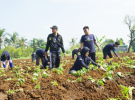 Transformasi Lahan Tidur, DPMA IPB University Tanam Perdana Ubi di Desa Bojong Jengkol