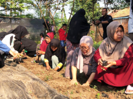 Tim KKNT Inovasi IPB University Gelar Kampanye Hijau Bersama KWT Dewi Pohaci Kelurahan Tanjungmekar