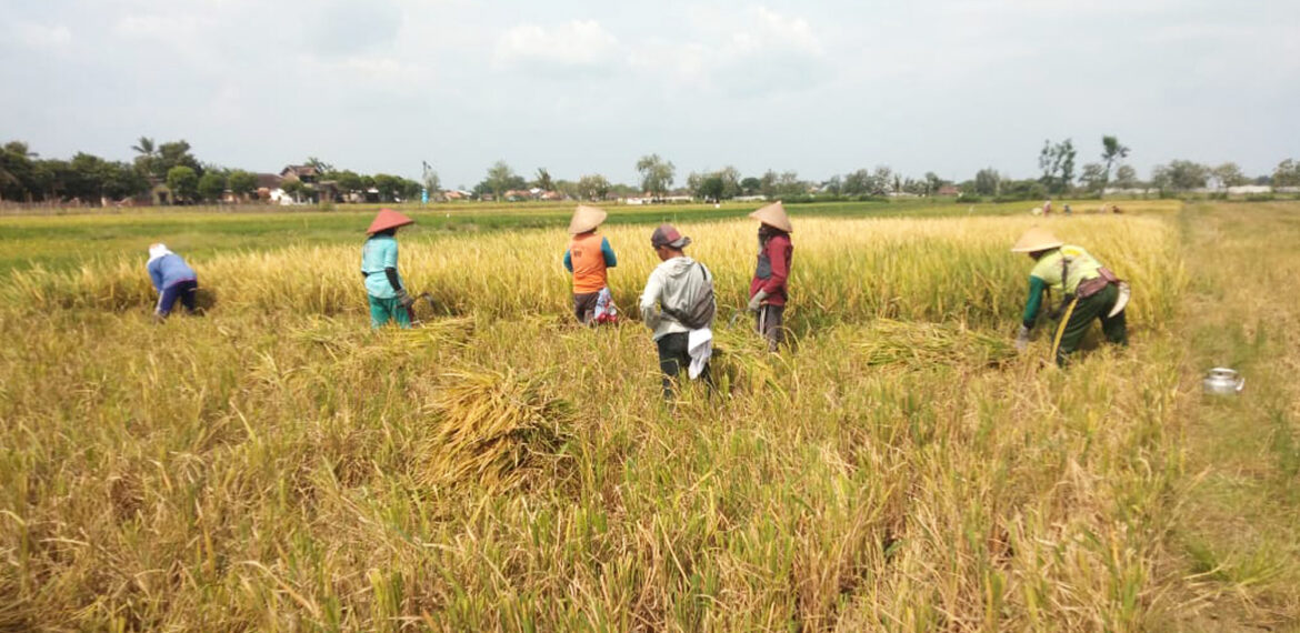 Dosen IPB University Berhasil Panen Padi Unggul Perdana di Kabupaten Klaten melalui Program Dospulkam