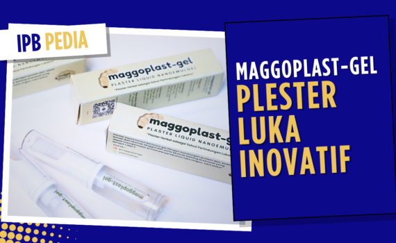 IPB Pedia MaggoPlast-Gel, Plester Luka Inovatif