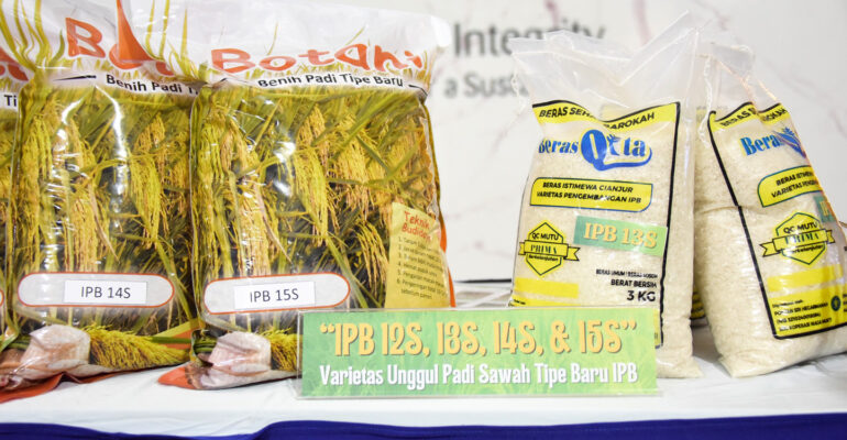 Peneliti IPB University Kembali Hasilkan Varietas Unggul Padi Sawah Tipe Baru IPB 12S, IPB 13S, IPB 14S, dan IPB 15S