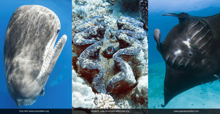 Ahli Konservasi Laut IPB Ungkap Ancaman Tambang Nikel bagi Paus Sperma, Kima Raksasa, dan Pari Manta di Raja Ampat