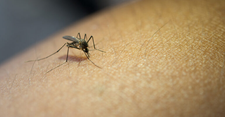 Bukan Kebetulan, Pakar Entomologi IPB University Jelaskan Tipe Orang yang Jadi Incaran Nyamuk