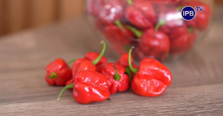 Cabai Palurah IPB Bentuknya Mirip Jambu Air, 500 Kali Lebih Pedas dari Cabai Biasa