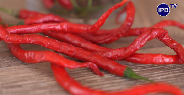 IPB University Luncurkan Cabai Keriting Tahan Virus, Solusi Atasi Penyakit Keriting Kuning