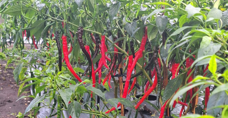 Tanaman Cabai Awet Muda Inovasi Faperta IPB University Ini Bikin Cabai Tak Habis-Habis Berbuah