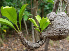 Ahli Biologi IPB University Gali Keunikan Sarang Semut, Flora Khas Penghuni Hutan Tropis