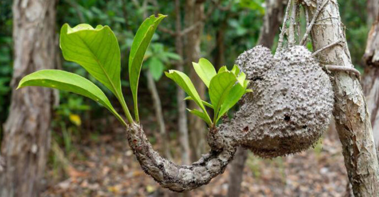 Ahli Biologi IPB University Gali Keunikan Sarang Semut, Flora Khas Penghuni Hutan Tropis