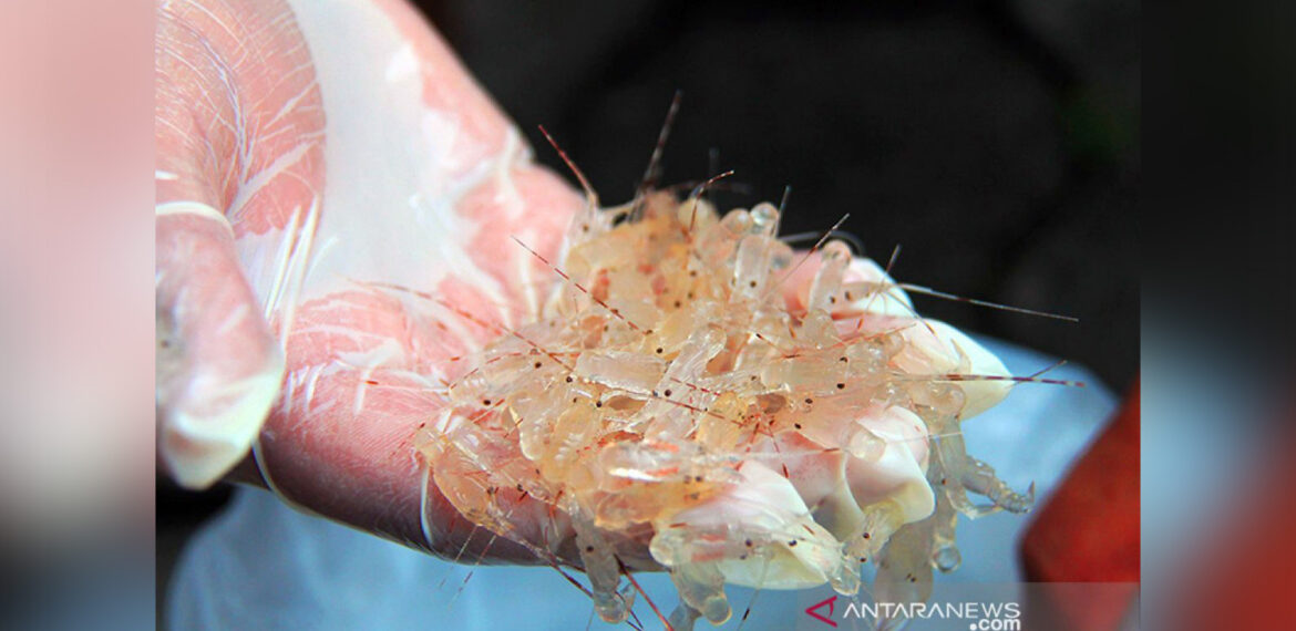 Ahli IPB University Indonesia Unggul dalam Benih Lobster, tapi Tertinggal dan Kalah Saing dengan Vietnam