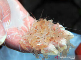 Ahli IPB University Indonesia Unggul dalam Benih Lobster, tapi Tertinggal dan Kalah Saing dengan Vietnam