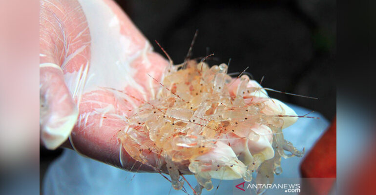 Ahli IPB University Indonesia Unggul dalam Benih Lobster, tapi Tertinggal dan Kalah Saing dengan Vietnam