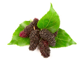 Ahli Tanaman Obat IPB University Murbei, Tanaman Potensial Tapi Belum Banyak Dimanfaatkan