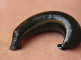 Dosen Fakultas Kedokteran IPB University Ungkap Manfaat dan Risiko Hirudoterapi dalam Dunia Medis Modern