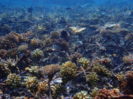 Gunakan AI, Tim Peneliti IPB University Berhasil Nilai Keindahan dan Kesehatan Terumbu Karang