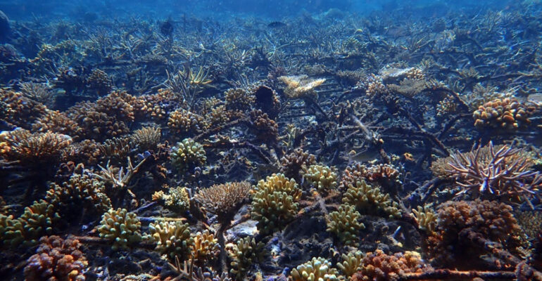 Gunakan AI, Tim Peneliti IPB University Berhasil Nilai Keindahan dan Kesehatan Terumbu Karang