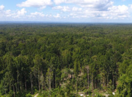 Guru Besar Fahutan IPB University Etnobotani di Papua Harus Jadi Dasar Pembangunan yang Berdaulat dan Berkelanjutan