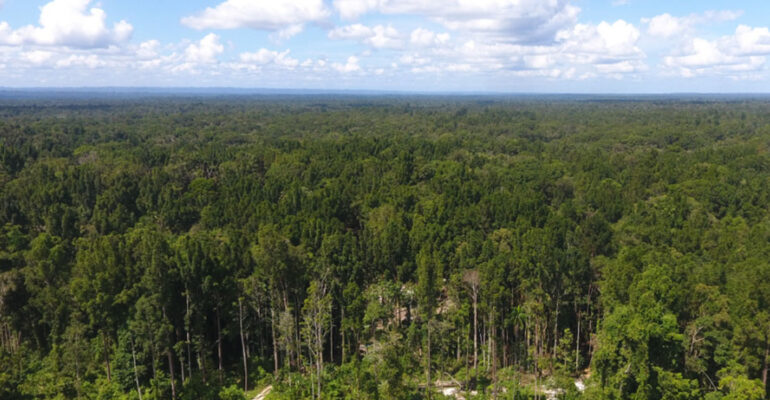 Guru Besar Fahutan IPB University Etnobotani di Papua Harus Jadi Dasar Pembangunan yang Berdaulat dan Berkelanjutan