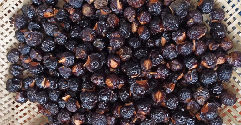 Guru Besar IPB University Ekstrak Buah Lerak Ampuh Turunkan Emisi Metan dan Tingkatkan Bobot Ternak