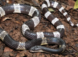 Herpetologis IPB University Ingatkan Bahaya Gigitan Ular Weling Usai Kasus Kematian Anak di Pekalongan