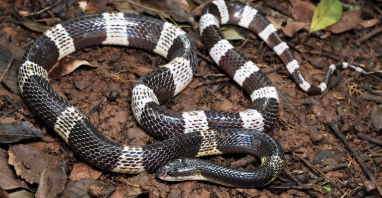 Herpetologis IPB University Ingatkan Bahaya Gigitan Ular Weling Usai Kasus Kematian Anak di Pekalongan