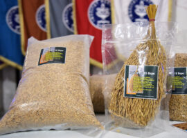 IPB University Luncurkan IPB 11S Bepe, Varietas Padi Sawah Toleran Salinitas, Cocok untuk Lahan Dekat Pantai