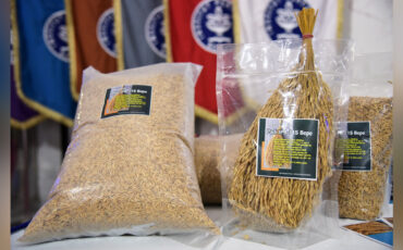 IPB University Luncurkan IPB 11S Bepe, Varietas Padi Sawah Toleran Salinitas, Cocok untuk Lahan Dekat Pantai